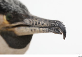 Bird  9 beak head 0003.jpg